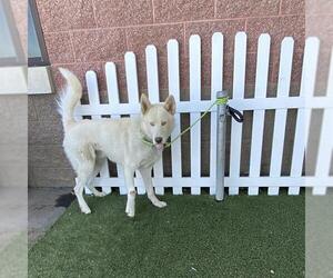 Siberian Husky Dogs for adoption in Modesto, CA, USA