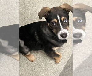 Labrador Retriever-Unknown Mix Dogs for adoption in Sterling, MA, USA