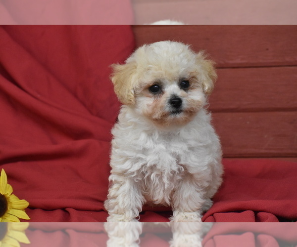 Medium Photo #4 Bichpoo Puppy For Sale in ELDORADO, OH, USA