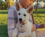 Small Photo #11 German Shepherd Dog Puppy For Sale in TONOPAH, NV, USA