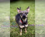 Small #2 Chiweenie