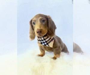 Dachshund Puppy for sale in DAVIS, CA, USA