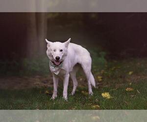 German Shepherd Dog Dogs for adoption in Belleville, IL, USA