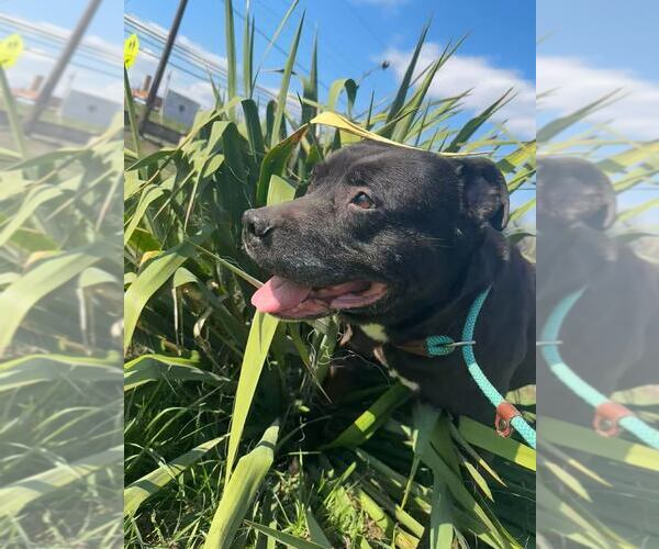 Medium Photo #1 Mutt Puppy For Sale in Martinsburg, WV, USA