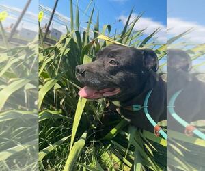 Mutt Dogs for adoption in Martinsburg, WV, USA