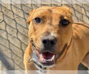 Mutt Dogs for adoption in Tulsa, OK, USA