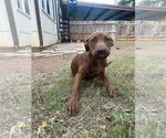 Small #3 Chocolate Labrador retriever Mix