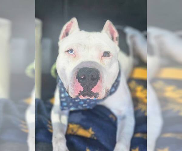 Medium Photo #5 American Pit Bull Terrier-Unknown Mix Puppy For Sale in Crete, IL, USA