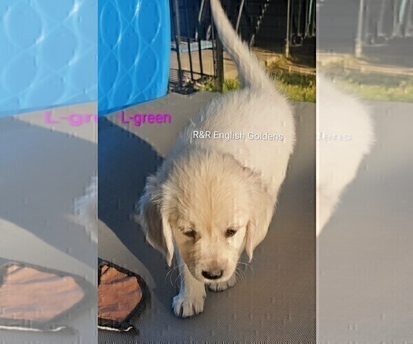 Medium Photo #21 English Cream Golden Retriever Puppy For Sale in BROWNSTOWN, MI, USA
