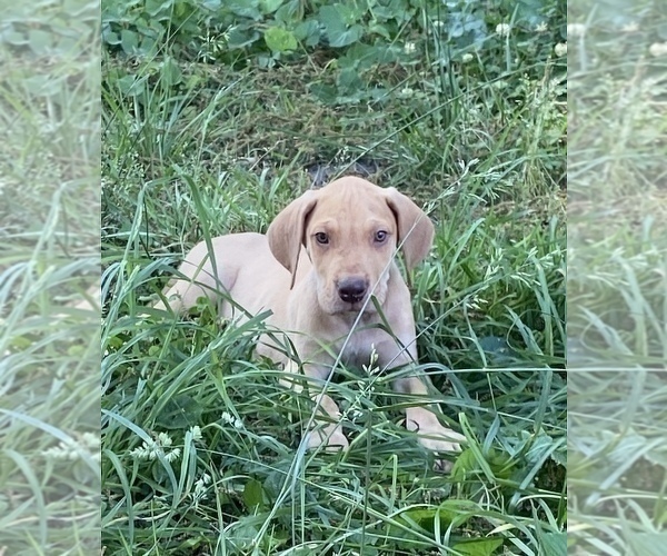Medium Photo #10 Great Dane Puppy For Sale in CLOVER, SC, USA