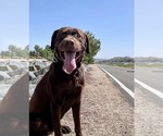 Small Labrador Retriever Mix
