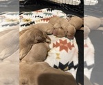Puppy Puppy 7 Golden Retriever