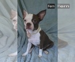 Image preview for Ad Listing. Nickname: Fern
