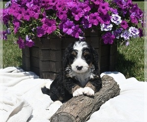 Bernedoodle (Miniature) Puppy for sale in MILLERSBURG, OH, USA