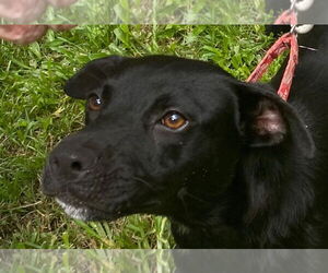 Mutt Dogs for adoption in Canton, CT, USA