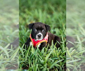 Mutt Dogs for adoption in Oakland Park , FL, USA