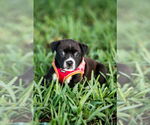 Small Photo #1  Puppy For Sale in , 