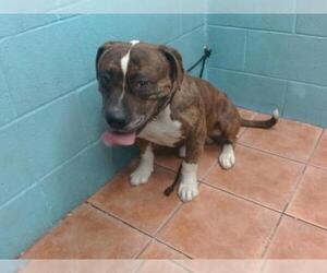 American Pit Bull Terrier Dogs for adoption in Downey, CA, USA