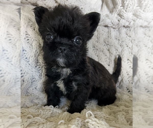 Medium Photo #3 French Bulldog Puppy For Sale in DENTON, MD, USA