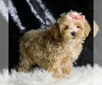 Small Photo #48 Maltipoo (Miniature) Puppy For Sale in WARSAW, IN, USA