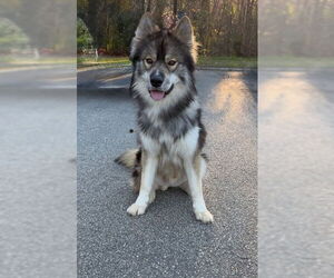 Keeshond-Norwegian Elkhound Mix Dogs for adoption in Newfoundland, PA, USA