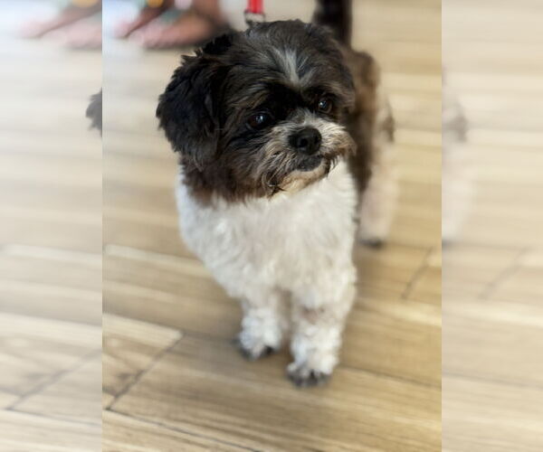 Medium Photo #1 Shih Tzu Puppy For Sale in Valrico, FL, USA