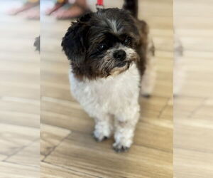Shih Tzu Dogs for adoption in Valrico, FL, USA