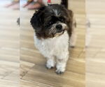 Small Shih Tzu