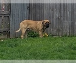 Small Photo #14 Mastiff Puppy For Sale in INDIANAPOLIS, IN, USA