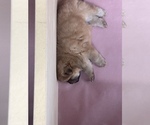 Small Photo #6 Chow Chow Puppy For Sale in MCHENRY, IL, USA