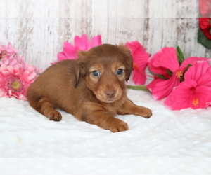 Dachshund Puppy for sale in SHILOH, OH, USA