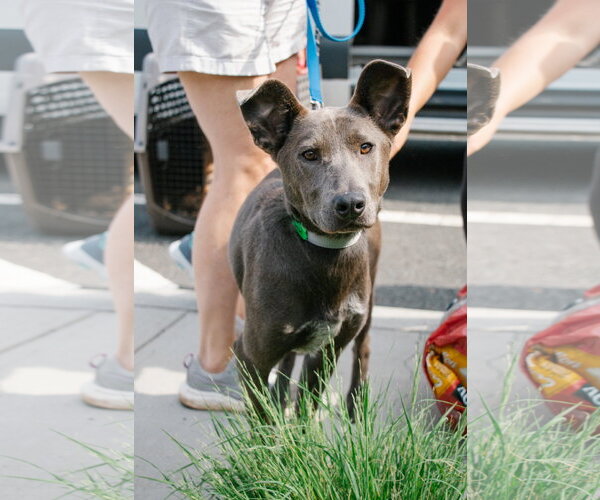 Medium Photo #1 Carolina Dog-Unknown Mix Puppy For Sale in Oakhurst, NJ, USA