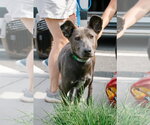 Small Photo #1 Carolina Dog-Unknown Mix Puppy For Sale in Oakhurst, NJ, USA