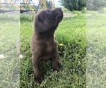 Small Photo #3 Labrador Retriever Puppy For Sale in SELAH, WA, USA