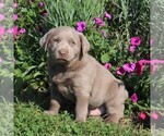 Small Labrador Retriever