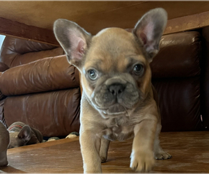 French Bulldog Puppy for sale in MURRYSVILLE, PA, USA