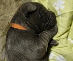 Small Photo #4 Cane Corso Puppy For Sale in WEST MONROE, LA, USA