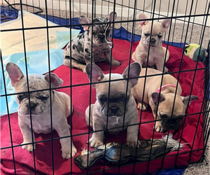 French Bulldog Puppy for Sale in COLLINSVILLE, Oklahoma USA