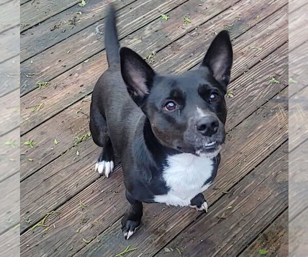 Medium Photo #6 Cardigan Welsh Corgi-German Shepherd Dog Mix Puppy For Sale in Texarkana, TX, USA