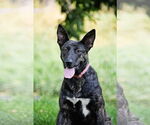 Small #2 Dutch Shepherd  Mix