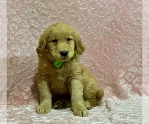 Golden Retriever Dog for Adoption in LANCASTER, Pennsylvania USA