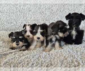 Schnauzer (Miniature) Litter for sale in LAS VEGAS, NV, USA