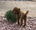 Small Photo #9 Cavapoo Puppy For Sale in GOSHEN, IN, USA