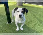 Small Beagle-Chihuahua Mix