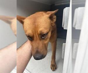 German Shepherd Dog-Unknown Mix Dogs for adoption in Houston, TX, USA