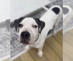 Small American Pit Bull Terrier Mix