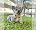 Small Photo #4 French Bulldog Puppy For Sale in NASHVILLE, TN, USA