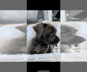 American Pit Bull Terrier-Labrador Retriever Mix Puppy for sale in HOOD RIVER, OR, USA