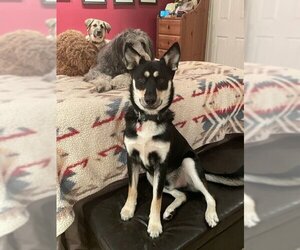 Huskies -Unknown Mix Dogs for adoption in Salt Lake City, UT, USA