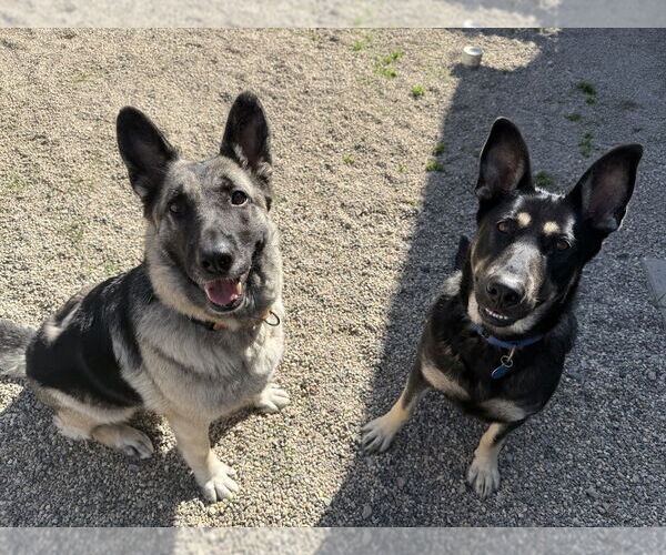 Medium Photo #19 German Shepherd Dog-Unknown Mix Puppy For Sale in Bemidji, MN, USA